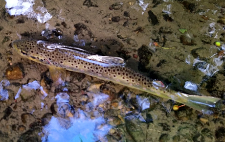 Released Trout